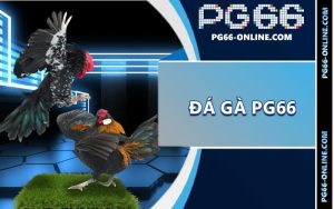 Đá gà PG66