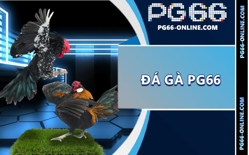Đá gà PG66