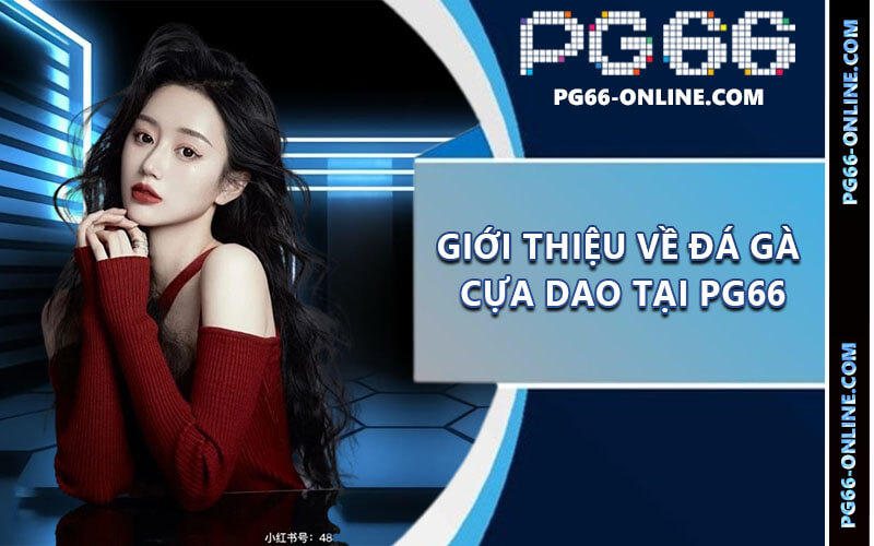 Đá gà cựa dao